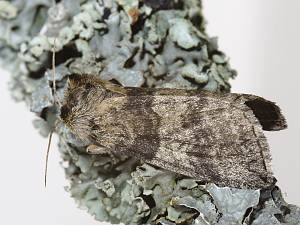 Tethea or - Wollrückenspinner
